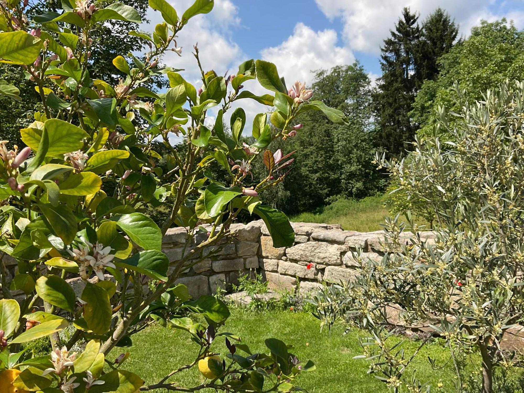 Design Ferienwohnung Mit Bauerngarten Waldkirchen Zewnętrze zdjęcie